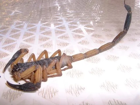 SCORPION Stock Photos