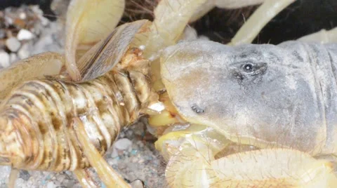 Scorpion preying on cricket Stock Footage 55625318