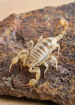 Scorpion on rock close-up Stock Photos
