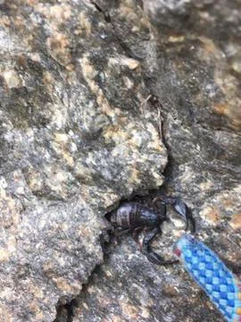 A scorpion on the rock in the sun Stock Photos