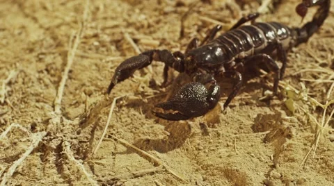 Scorpion running on ground, Shot on RED EPIC DRAGON Digital Cinema Camera. Stock Footage 58969394