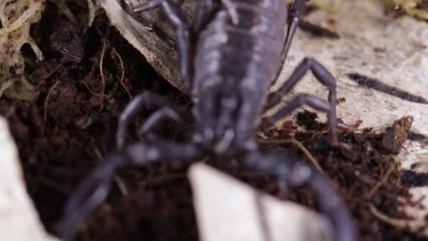 Scorpion runs on the ground 库存影片 121323565