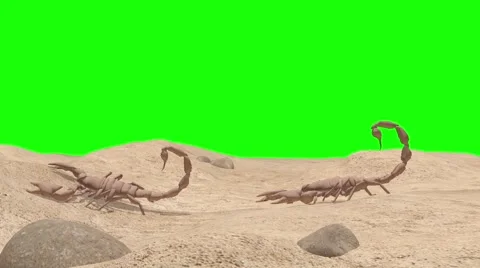 Scorpion scene in green screen Stock Footage 56329734