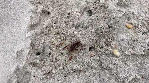 Scorpion seeking prey Stock Footage 289995146