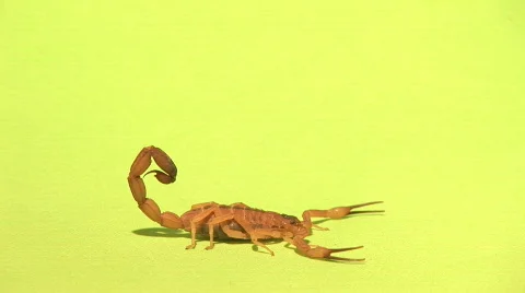 Scorpion Short walk off 스톡 동영상 77394