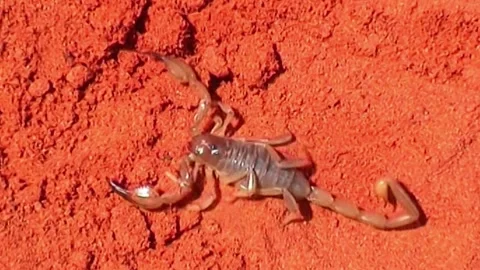 Scorpion Simpson Desert Stock Footage 246283438