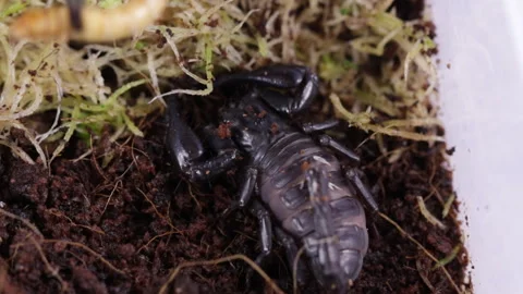 Scorpion sitting on the ground Stock Footage 120924770