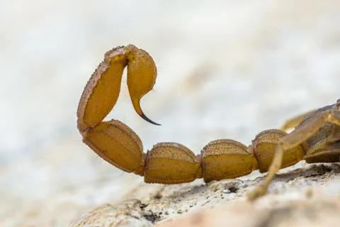 Scorpion sting Foto stock