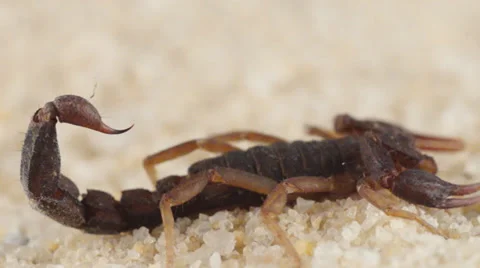 Scorpion Stinger Video stock 22824460