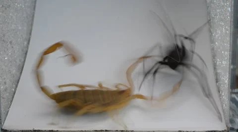 Scorpion stings black widow 動画素材 46833864