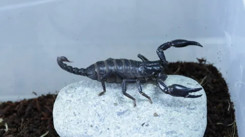 Scorpion on the stone 库存影片 127298036