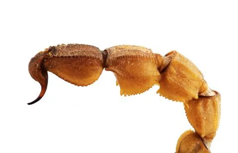 Scorpion tail 스톡 사진