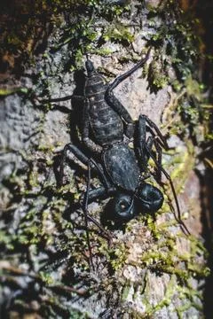 An scorpion on a tree Stock Photos