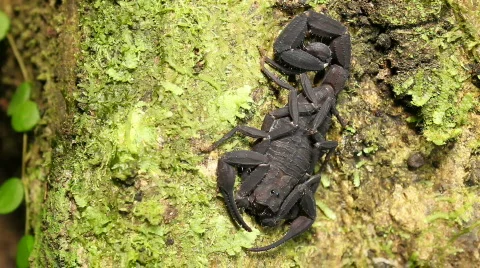 Scorpion on a tree trunk Stock Footage 794151