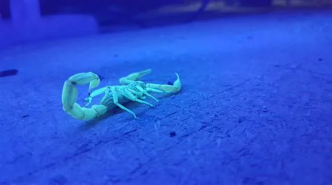 Scorpion by ultraviolet light Stock Photos