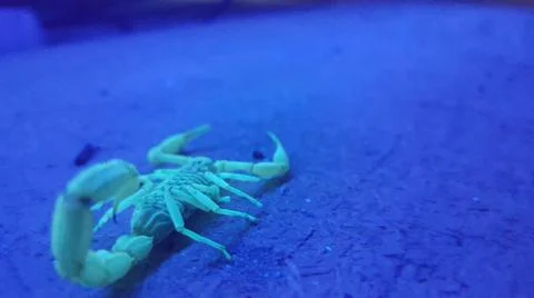 Scorpion by ultraviolet light Stock Photos