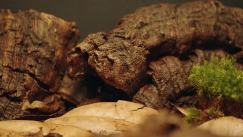 Scorpion under tree in 4K Ultra HD Stock Footage 261222746