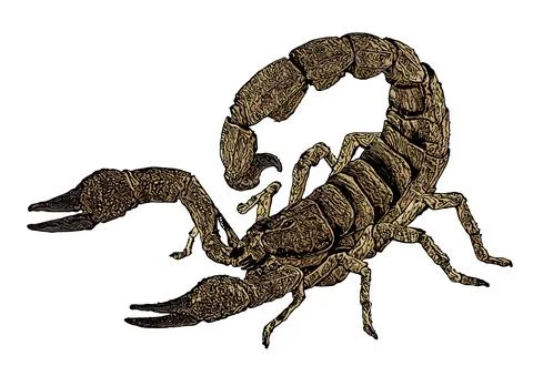 Scorpion vector illustration Stock Illustration