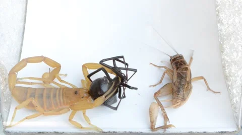 Scorpion vs black widow and cricket 動画素材 46845544