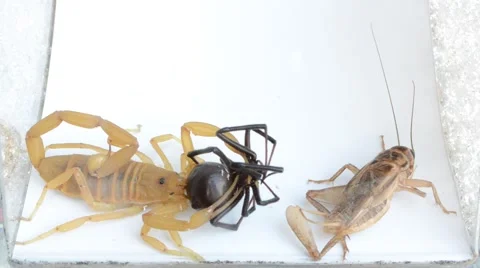 Scorpion vs black widow and cricket Stock Footage 46845846