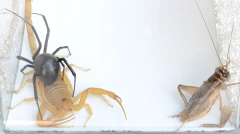 Scorpion vs black widow and cricket Stock Footage 46846234