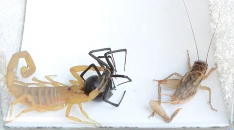Scorpion vs black widow and cricket Stock Footage 46846831