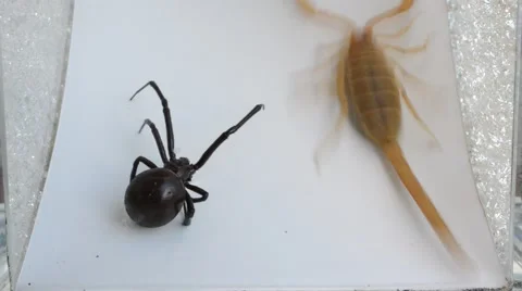 Scorpion Vs Black Widow 