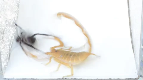 Scorpion vs black widow Stock Footage 46845816
