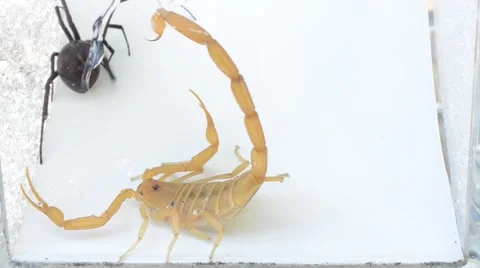 Scorpion vs black widow Stock Footage 46846036