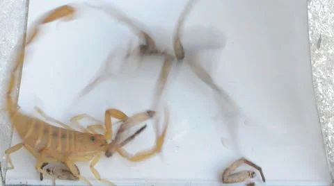 Scorpion vs. wolf spider Stock Footage 46832458