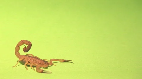 Scorpion walk off. 2 Stock Footage