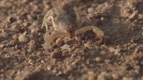 Scorpion walking 4K Stock-Footage 144165852