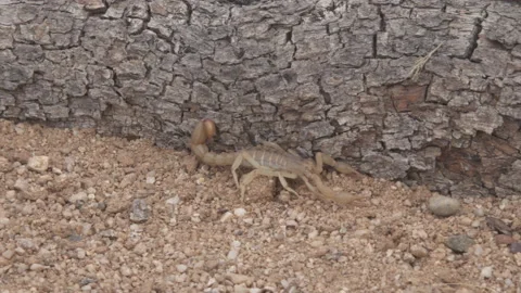 Scorpion Walking 4K Stock-Footage 147295994