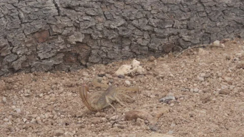 Scorpion Walking 4K Stock-Footage 147406584