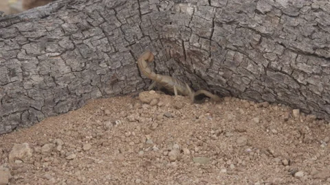 Scorpion Walking and Digging 4K Stock-Footage 147422196