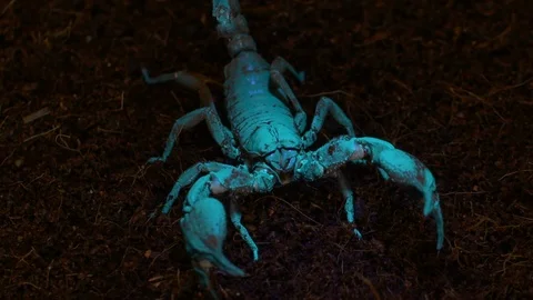 Scorpion Walking Away From UV-A Light Stock Footage 111253036