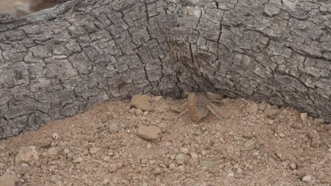 Scorpion Walking &amp; Digging 4K Stock-Footage 147414261