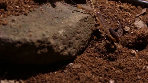 Scorpion walking inside an experimental laboratory setting Stock-Footage 97928803