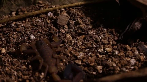 Scorpion walking inside an experimental laboratory setting, ethology study Video stock 98117601
