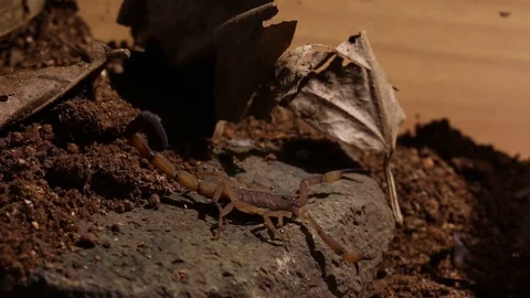 Scorpion walking inside an experimental laboratory setting, ethology study Stock Footage 98117614