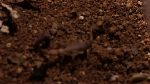 Scorpion walking inside an experimental laboratory setting, ethology study Stock Footage 98117635