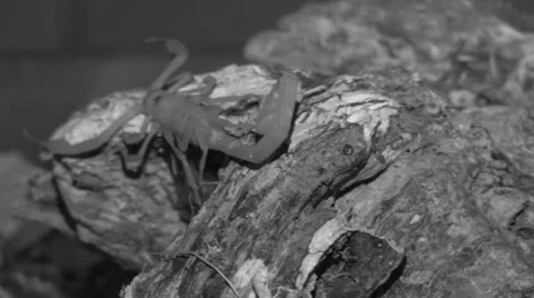 Scorpion Walking at Night with Infrared Stock Footage 34396282