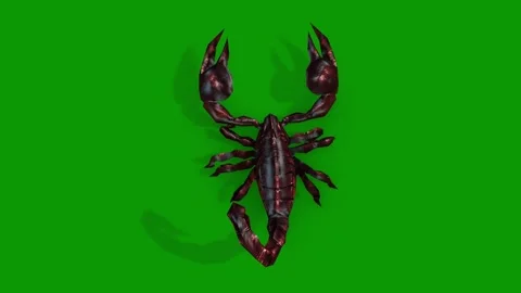 Scorpion Walking Scene From Back-3D Animation On Green Screen Stock Footage 309612791