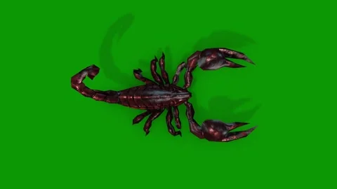 Scorpion Walking Scene From Sky-3D Animation On Green Screen Stock Footage 309612892