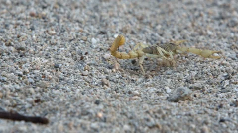 A scorpion walks on desert floor as the camera pans to follow. Slow motion. Stock Footage 126204640