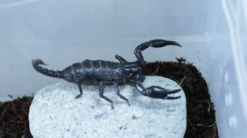 Scorpion went on reconnaissance 库存影片 127373719