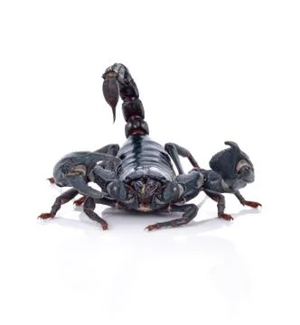 Scorpion on white background Foto stock