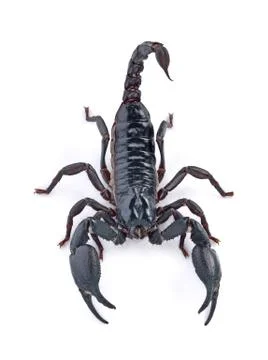 Scorpion on white background Stock Photos