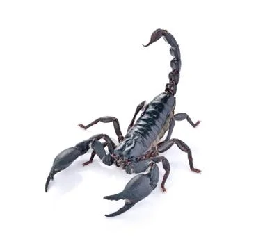 Scorpion on white background Stock Photos