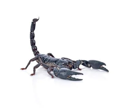 Scorpion on white background Stock Photos